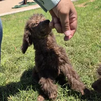 Luna, a female Poodle - Standard  for sale in Buckeye, AZ – 6 of 8