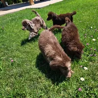 Bella, a female Poodle - Standard  for sale in Buckeye, AZ – 3 of 5