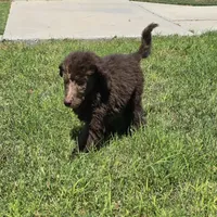 Luna, a female Poodle - Standard  for sale in Buckeye, AZ – 3 of 8