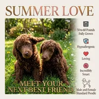Luna, a female Poodle - Standard  for sale in Buckeye, AZ – 2 of 5
