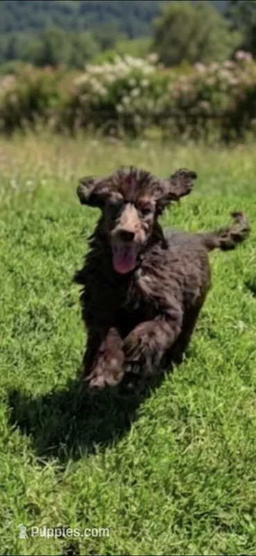 Luna – Poodle - Standard  puppy for sale in Buckeye, AZ