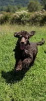 Luna, a female Poodle - Standard  for sale in Buckeye, AZ – 1 of 8