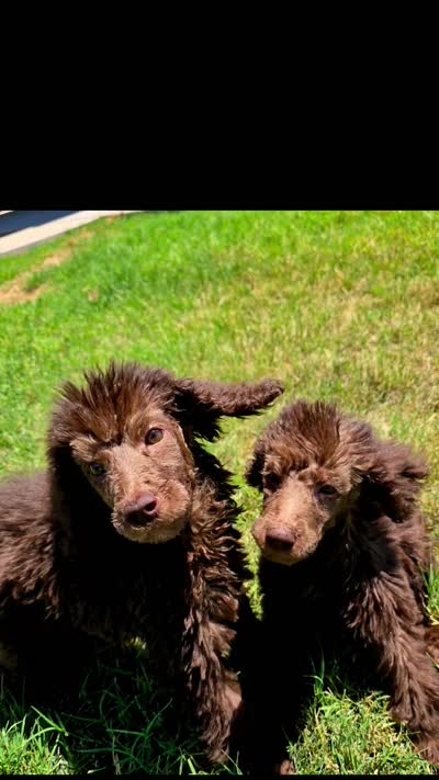 Luna, a female Poodle - Standard  for sale in Buckeye, AZ – 8 of 8