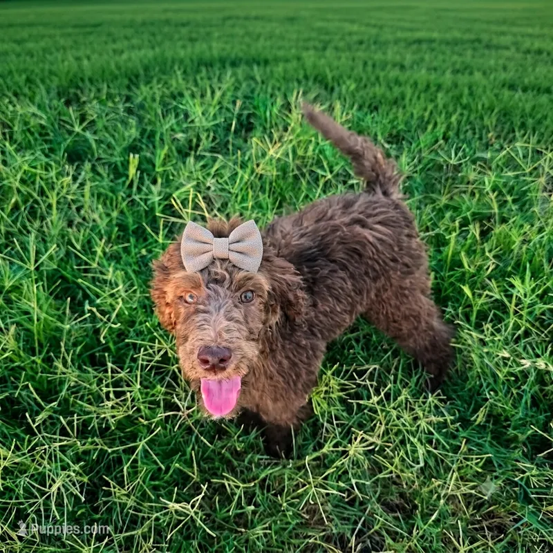 Luna – Poodle - Standard  puppy for sale in Buckeye, AZ