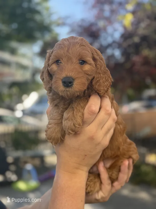 Bear  – Goldendoodle puppy for sale in San Jose, CA