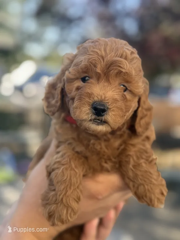 Teddy  – Goldendoodle puppy for sale in San Jose, CA