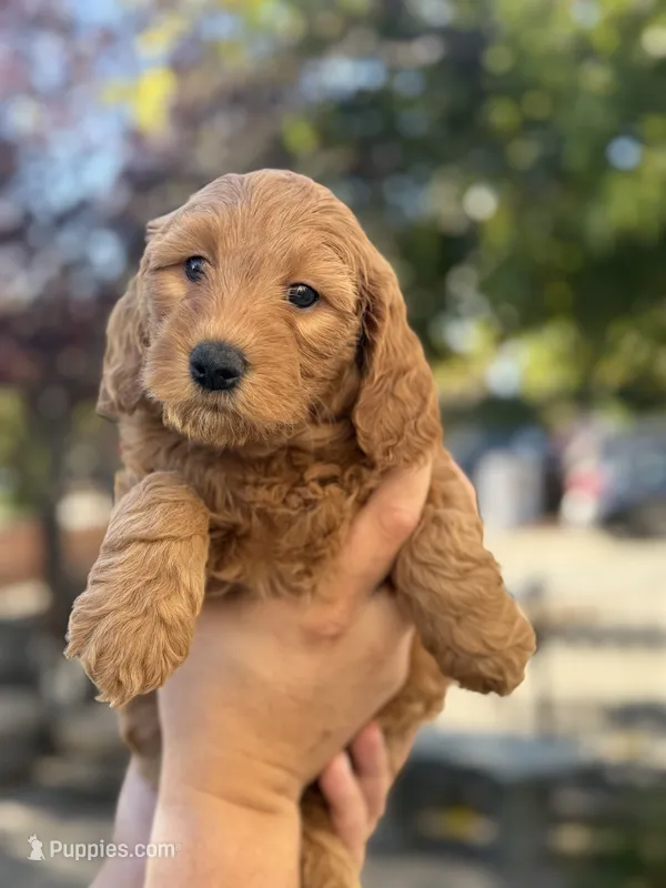 Goldie  – Goldendoodle puppy for sale in San Jose, CA