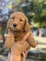 Goldie , a female Goldendoodle for sale in San Jose, CA – 1 of 1