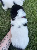 Morgan, a female Great Pyrenees and Newfoundland for sale in Antigo, WI – 3 of 4