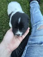 Morgan, a female Great Pyrenees and Newfoundland for sale in Antigo, WI – 4 of 4