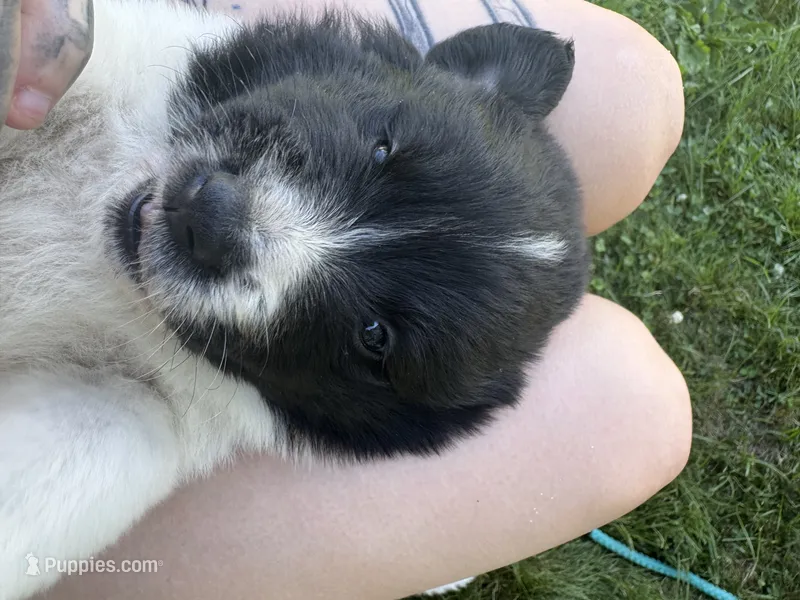 Morgan – Great Pyrenees, Newfoundland puppy for sale in Antigo, WI