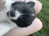 Morgan, a female Great Pyrenees and Newfoundland for sale in Antigo, WI – 1 of 4