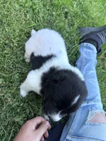 Morgan, a female Great Pyrenees and Newfoundland for sale in Antigo, WI – 2 of 4