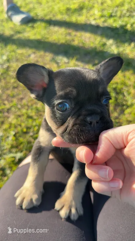 Little boy – French Bulldog puppy for sale in Haddock, GA