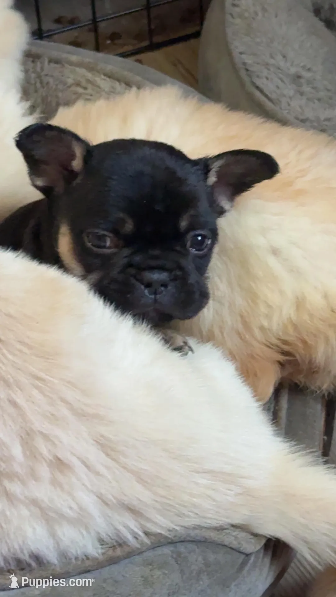 Rocket 🚀 , a male French Bulldog for sale in Haddock, GA – Photo 5 of 6