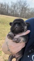 Little boy, a male French Bulldog for sale in Haddock, GA – Photo 2 of 3