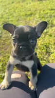 Rocket 🚀 , a male French Bulldog for sale in Haddock, GA – Photo 6 of 6