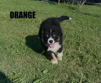 Orange, a male Australian Shepherd for sale in Stantonsburg, NC – 3 of 3