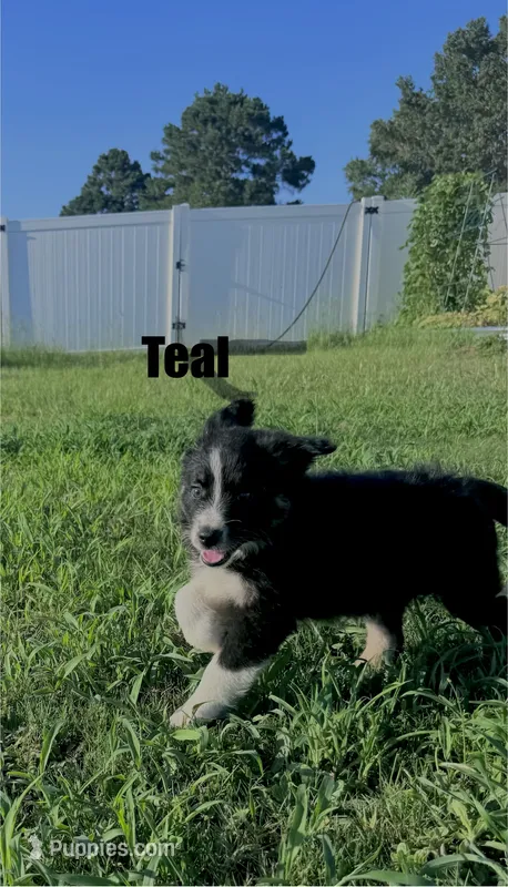 Teal – Australian Shepherd puppy for sale in Stantonsburg, NC