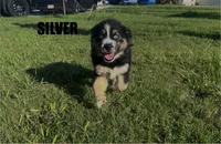 Silver, a female Australian Shepherd for sale in Stantonsburg, NC – 4 of 4