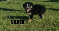 Silver, a female Australian Shepherd for sale in Stantonsburg, NC – 2 of 4