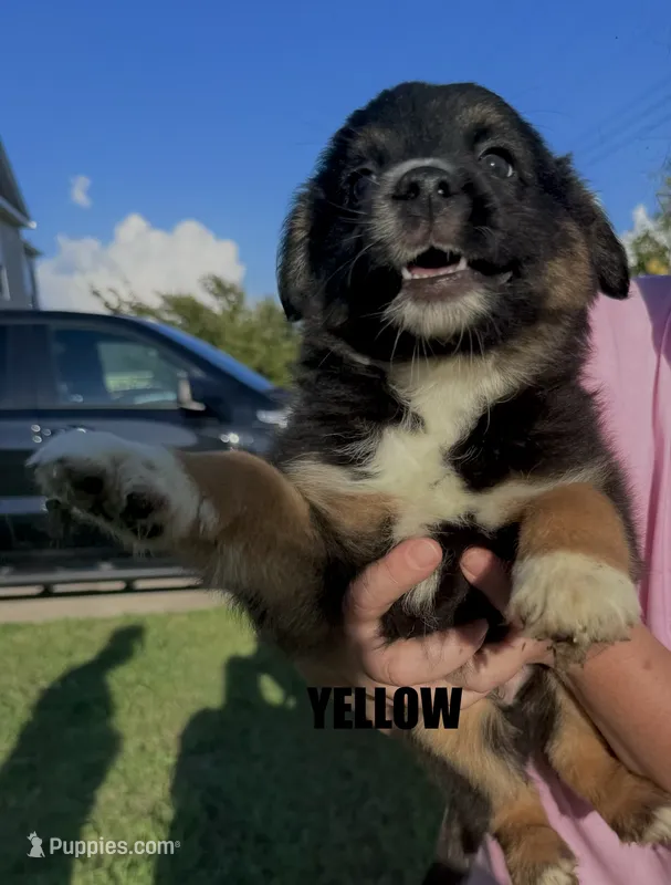 Yellow – Australian Shepherd puppy for sale in Stantonsburg, NC