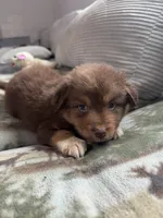 Brownie, a male Australian Shepherd for sale in Stantonsburg, NC – 2 of 3