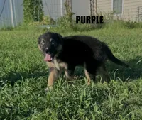 Purple, a male Australian Shepherd for sale in Stantonsburg, NC – 3 of 3