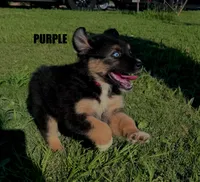 Purple, a male Australian Shepherd for sale in Stantonsburg, NC – 2 of 3