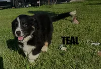 Teal, a female Australian Shepherd for sale in Stantonsburg, NC – 2 of 3