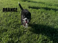 Orange, a male Australian Shepherd for sale in Stantonsburg, NC – 2 of 3