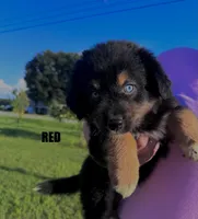 Red, a female Australian Shepherd for sale in Stantonsburg, NC – 2 of 2