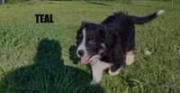 Teal, a female Australian Shepherd for sale in Stantonsburg, NC – 3 of 3