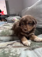 Brownie, a male Australian Shepherd for sale in Stantonsburg, NC – 3 of 3