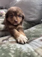 Brownie, a male Australian Shepherd for sale in Stantonsburg, NC – 1 of 3