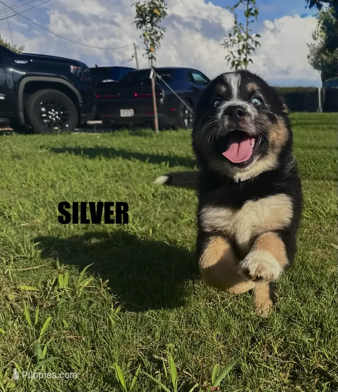 Silver – Australian Shepherd puppy for sale in Stantonsburg, NC