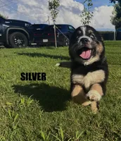 Silver, a female Australian Shepherd for sale in Stantonsburg, NC – 1 of 4