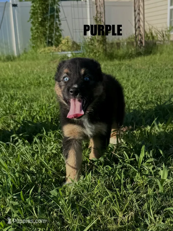 Purple – Australian Shepherd puppy for sale in Stantonsburg, NC