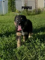 Purple, a male Australian Shepherd for sale in Stantonsburg, NC – 1 of 3