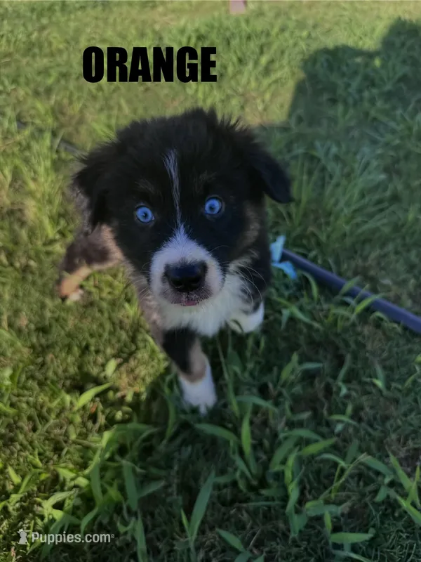 Orange – Australian Shepherd puppy for sale in Stantonsburg, NC