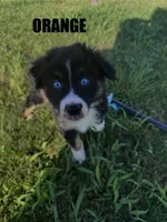 Orange, a male Australian Shepherd for sale in Stantonsburg, NC – 1 of 3