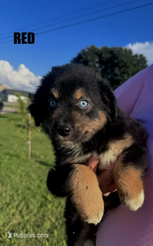 Red – Australian Shepherd puppy for sale in Stantonsburg, NC