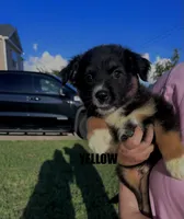 Yellow, a male Australian Shepherd for sale in Stantonsburg, NC – 2 of 3