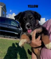 Yellow, a male Australian Shepherd for sale in Stantonsburg, NC – 3 of 3