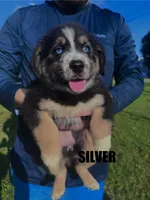 Silver, a female Australian Shepherd for sale in Stantonsburg, NC – 3 of 4