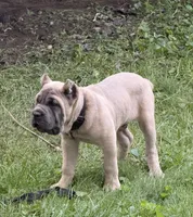 Duke , a male Cane Corso for sale in Hammond, IN – 4 of 9
