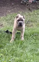 Duke , a male Cane Corso for sale in Hammond, IN – 3 of 9