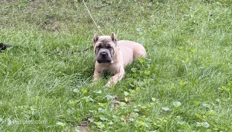 Duke  – Cane Corso puppy for sale in Hammond, IN