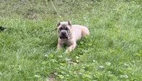 Duke , a male Cane Corso for sale in Hammond, IN – 1 of 9