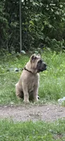 Duke , a male Cane Corso for sale in Hammond, IN – 9 of 9